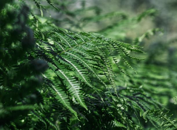 images/100-forrest-fern2.jpg