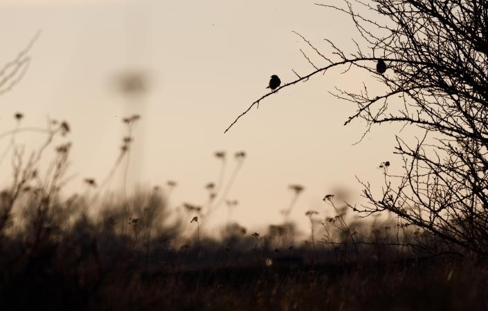 images/230-birds-in-bush.jpg