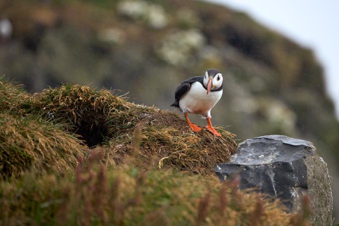 images/321-puffin.jpg