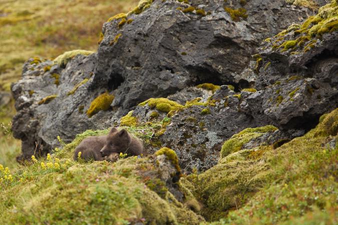 images/350-arctic-fox.jpg